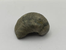 Load image into Gallery viewer, Devils toenail Gryphaea
