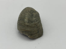 Load image into Gallery viewer, Devils toenail Gryphaea
