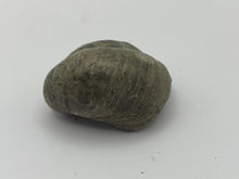Load image into Gallery viewer, Devils toenail Gryphaea
