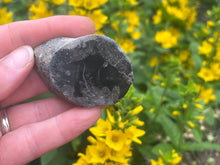 Load image into Gallery viewer, Conifer fossil wood
