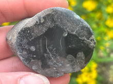 Load image into Gallery viewer, Conifer fossil wood
