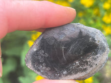 Load image into Gallery viewer, Conifer fossil wood
