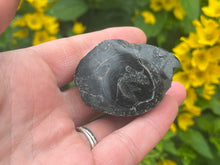 Load image into Gallery viewer, Conifer fossil wood
