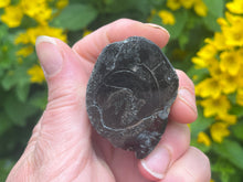 Load image into Gallery viewer, Conifer fossil wood
