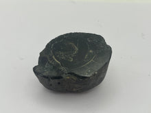Load image into Gallery viewer, Conifer fossil wood
