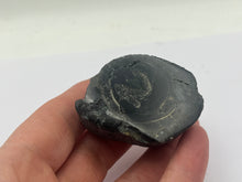 Load image into Gallery viewer, Conifer fossil wood
