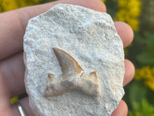 Load image into Gallery viewer, Otodus sharks tooth on matrix
