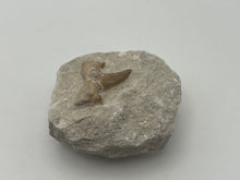 Load image into Gallery viewer, Otodus sharks tooth on matrix
