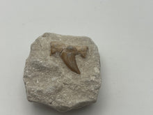 Load image into Gallery viewer, Otodus sharks tooth on matrix
