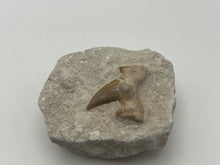 Load image into Gallery viewer, Otodus sharks tooth on matrix
