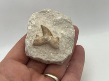Load image into Gallery viewer, Otodus sharks tooth on matrix
