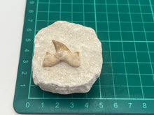 Load image into Gallery viewer, Otodus sharks tooth on matrix
