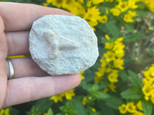 Load image into Gallery viewer, Otodus sharks tooth on matrix
