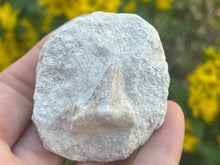 Load image into Gallery viewer, Otodus sharks tooth on matrix
