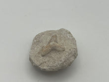 Load image into Gallery viewer, Otodus sharks tooth on matrix

