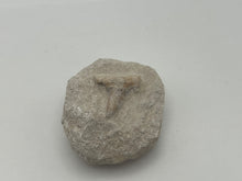 Load image into Gallery viewer, Otodus sharks tooth on matrix
