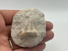 Load image into Gallery viewer, Otodus sharks tooth on matrix
