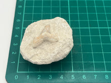 Load image into Gallery viewer, Otodus sharks tooth on matrix
