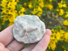 Load image into Gallery viewer, Otodus tooth on matrix
