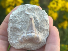 Load image into Gallery viewer, Otodus tooth on matrix

