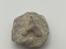 Load image into Gallery viewer, Otodus tooth on matrix
