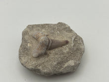 Load image into Gallery viewer, Otodus tooth on matrix
