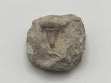 Load image into Gallery viewer, Otodus tooth on matrix
