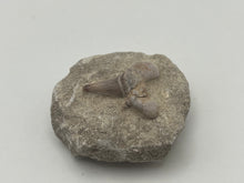 Load image into Gallery viewer, Otodus tooth on matrix
