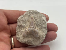 Load image into Gallery viewer, Otodus tooth on matrix
