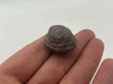 Load image into Gallery viewer, Moqui marbles (shaman stone)
