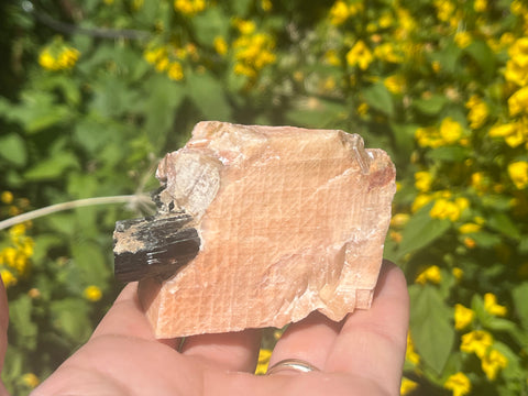 Phlogopite