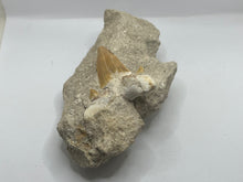 Load image into Gallery viewer, Otodus tooth on rock

