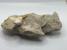 Load image into Gallery viewer, Otodus tooth on rock
