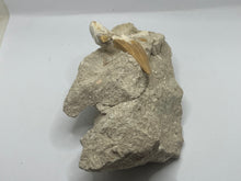 Load image into Gallery viewer, Otodus tooth on rock
