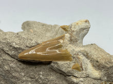 Load image into Gallery viewer, Otodus tooth on rock
