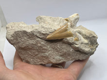 Load image into Gallery viewer, Otodus tooth on rock
