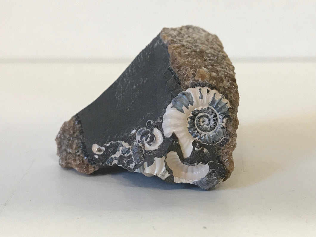 Marston magna ammonite