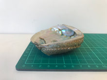 Load image into Gallery viewer, abalone shell
