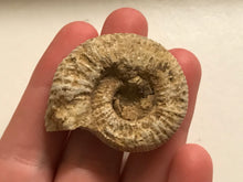 Load image into Gallery viewer, White ribbed ammonite fossil
