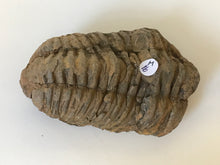 Load image into Gallery viewer, Flexi Calymene Trilobite
