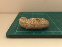 Load image into Gallery viewer, White ribbed ammonite fossil
