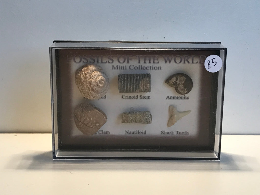 Fossils of the world collection