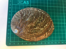 Load image into Gallery viewer, abalone shell
