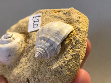 Load image into Gallery viewer, Turitella fossil Shell
