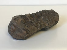 Load image into Gallery viewer, Trilobite Calymene
