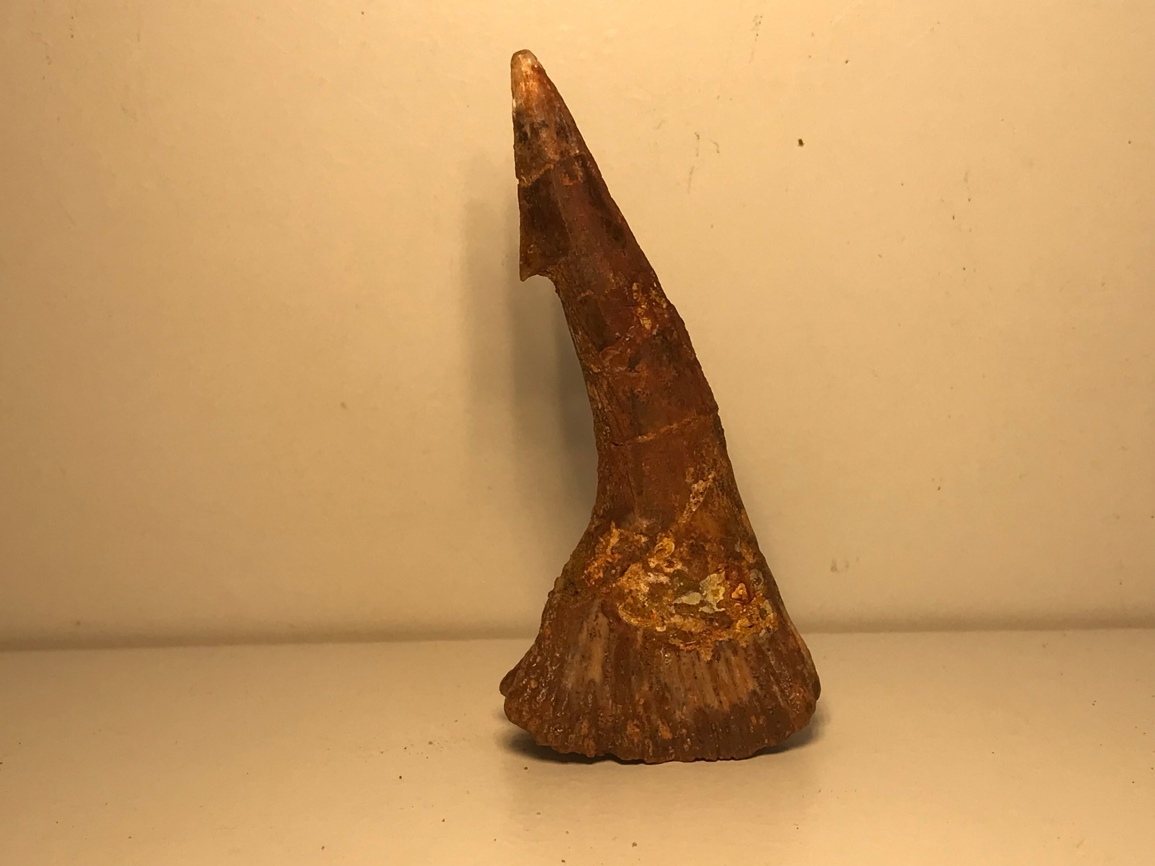 Rostral spine Onchosaurus numidos – Crystal and fossils