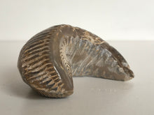 Load image into Gallery viewer, Fossil oyster bivalve (rastellum) polished
