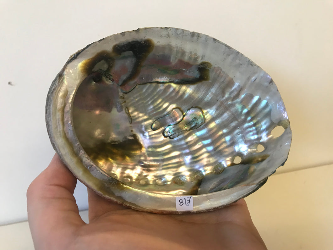 abalone shell