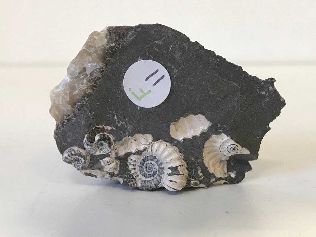 Marston magna ammonite