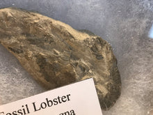 Load image into Gallery viewer, Lobster fossil (animal)
